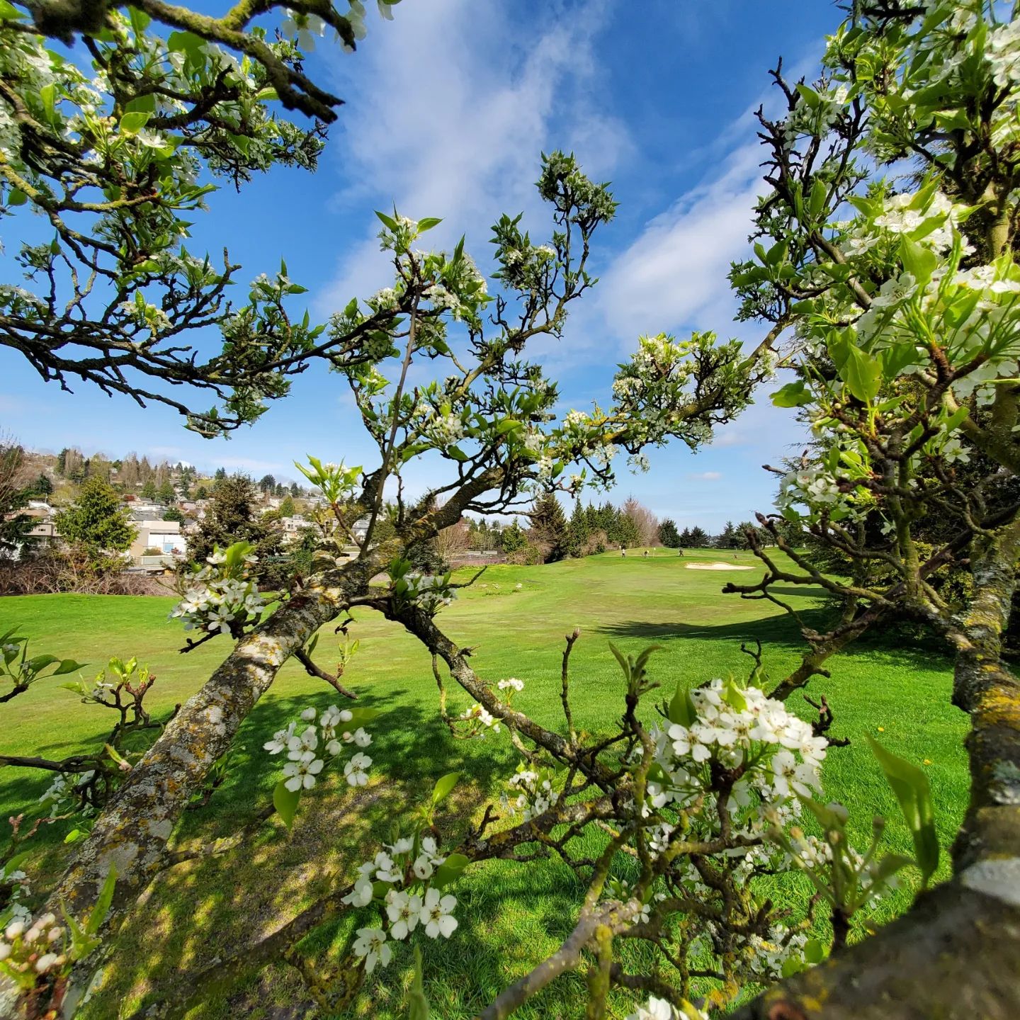 Flowers on golf course