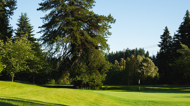 Tree on golf course green